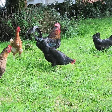 Alojamento de Turismo Rural Burren Glamping *