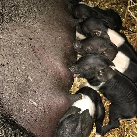 Burren Glamping Bauernhof Kilfenora