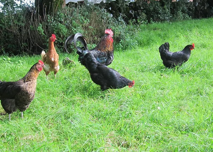 Alojamento de Turismo Rural Burren Glamping *