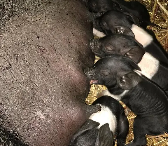 Burren Glamping Alojamento de Turismo Rural Kilfenora